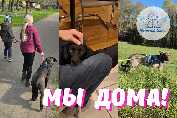 Н_2026_08_14_Ежевика_Поли_Пэм_Мы_Дома