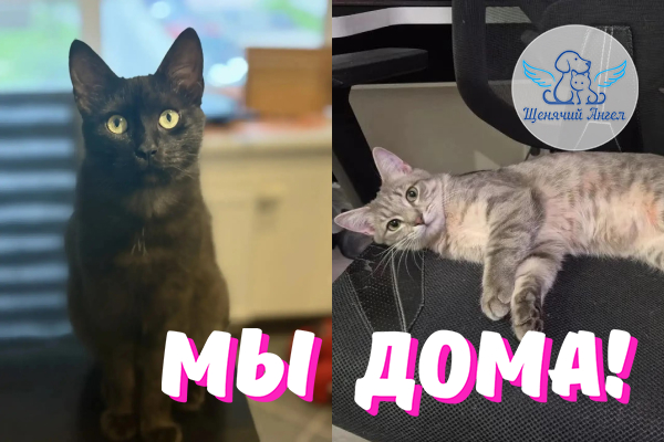 Н_2026_08_28_Лаврик_Фрея_Мы_Дома