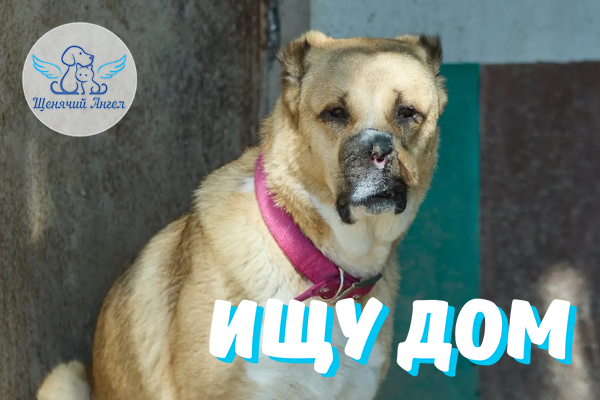 ЖП_2026_08_12_Рада_Ищу_Дом ЖП_2026_08_12_Рада_Ищу_Дом