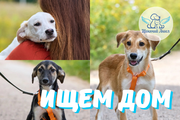 ЖП_2026_09_18_Щенки_мамы_Олли_Ищем_Дом ЖП_2026_09_18_Щенки_мамы_Олли_Ищем_Дом