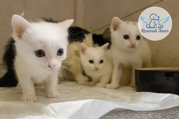 Н_2026_10_14_Мама_Джули_и_котята