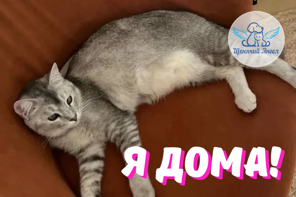 Н_2026_10_21_Чапман_Я_Дома
