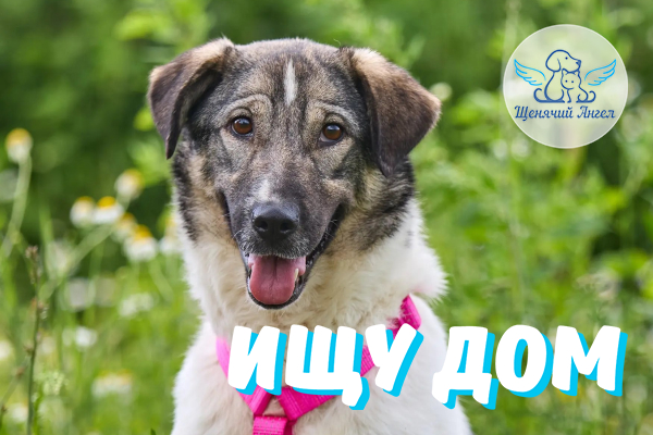 ЖП_2026_10_14_Жуля_Ищу_Дом